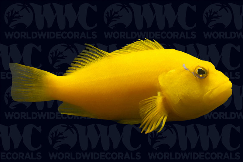 Joculator Pygmy Angelfish - Australia