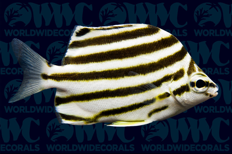 East Australian Stripey - Australia