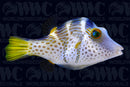 Valentini Saddled Pufferfish - Tonga