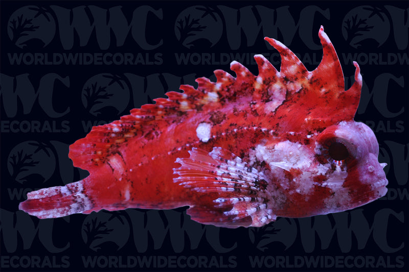 Pygmy Red Rooster Waspfish Scorpionfish - Philippines