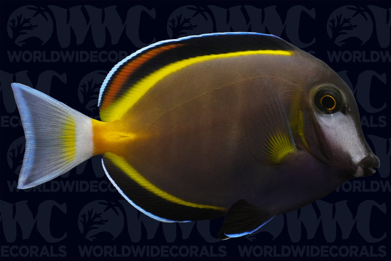 Powder Brown Tang - Philippines