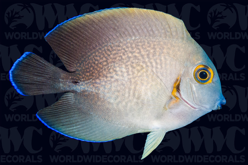 Mimic Half Black Tang - Philippines