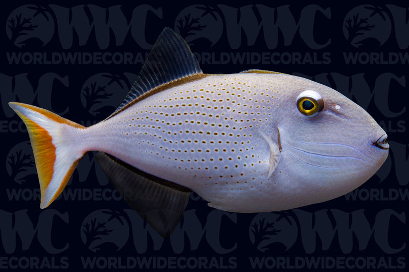 Redtail Triggerfish - USA