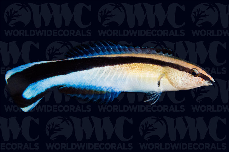 Cleaner Wrasse - Sri Lanka