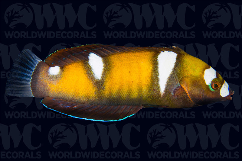 Formosa Wrasse - Juvenile  - Sri Lanka