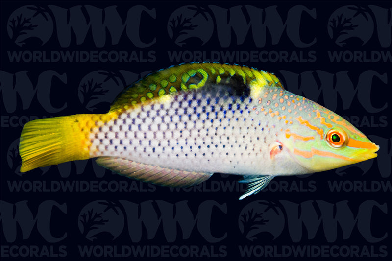 Marble Wrasse - Philippines