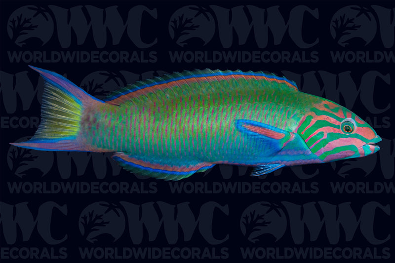 Lunare Wrasse - Philippines