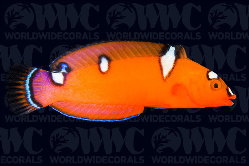 Red Coris Wrasse - Juvenile - Philippines