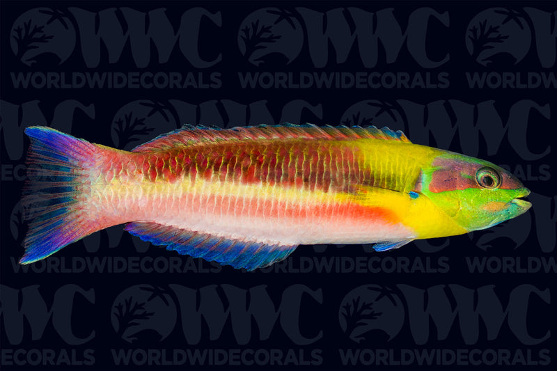 Mexican Rainbow Wrasse - Juvenile - Nicaragua