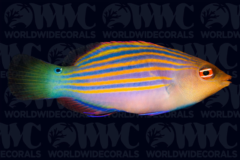 Six Line Wrasse- Philippines