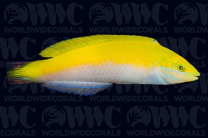Canarytop Wrasse- Sri Lanka
