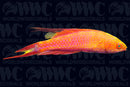 Bell's Flasher Wrasse - Marshall Islands