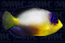 Multicolor Pygmy Angelfish - Central Pacific