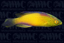 Rhomboid Fairy Wrasse - Super Male - Central Pacific