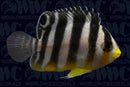 Banded Multifasciatus Angelfish - Juvenile - Aquacultured - Bali Aquarich - Indonesia