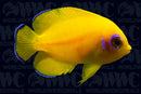 Lemon Peel Angelfish - Juvenile - Aquacultured - Bali Aquarich - Indonesia