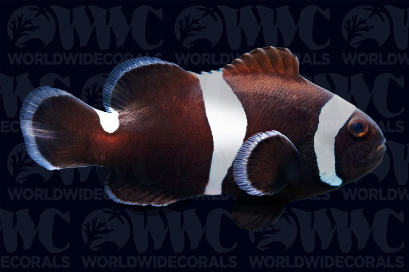 Ocellaris, Darwin Misbar, QM Labs Clownfish Aquacultured  - USA