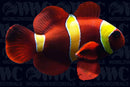 Maroon, Gold Stripe, QM Labs Clownfish Aquacultured  - USA