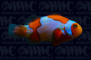 Picasso Percula Clownfish - Aquacultured - USA