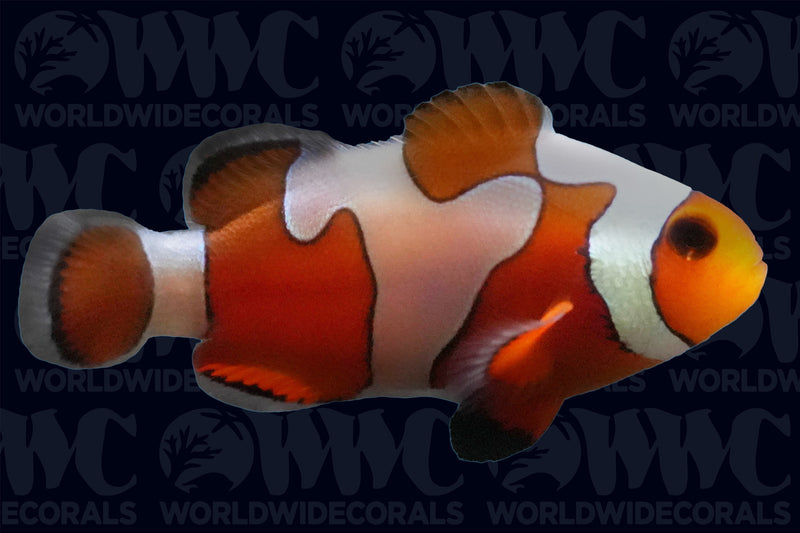 da Vinci Grade B Clownfish - Aquacultured - USA