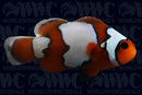 Snowflake Ocellaris Clownfish - Aquacultured - USA