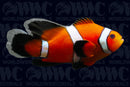 Ocellaris, Longfin, QM Labs Clownfish Aquacultured  - USA