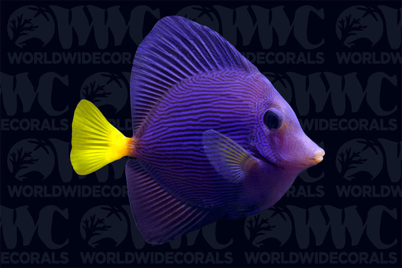 Purple Tangs Aquacultured  - USA