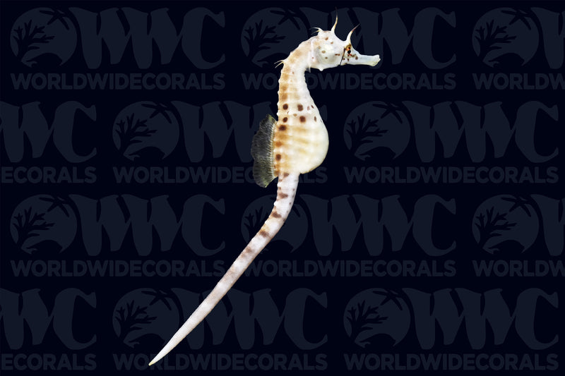 Potbelly Seahorse - Aquacultured - Australia
