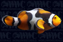Black Picasso P2 Percula Clownfish - Aquacultured - Bali Aquarich - Indonesia