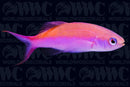 Purple Pygmy Anthias - Fiji