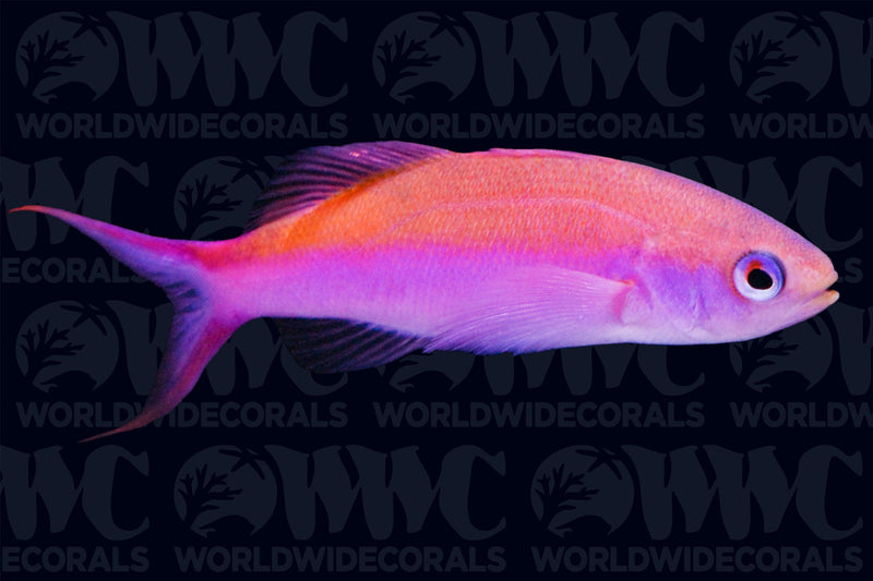 Purple Pygmy Anthias - Fiji