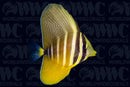 Sailfin Tang - Fiji