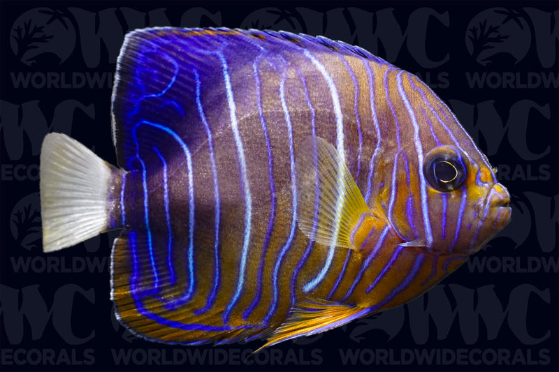 Annularis Angelfish - Changing - Indonesia