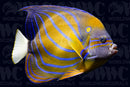 Annularis Angelfish - Adult - Indonesia