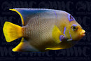 Blue Adult Angelfish - Adult - Florida