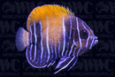 Majestic Blue Girdled Angelfish - Changing - Indonesia