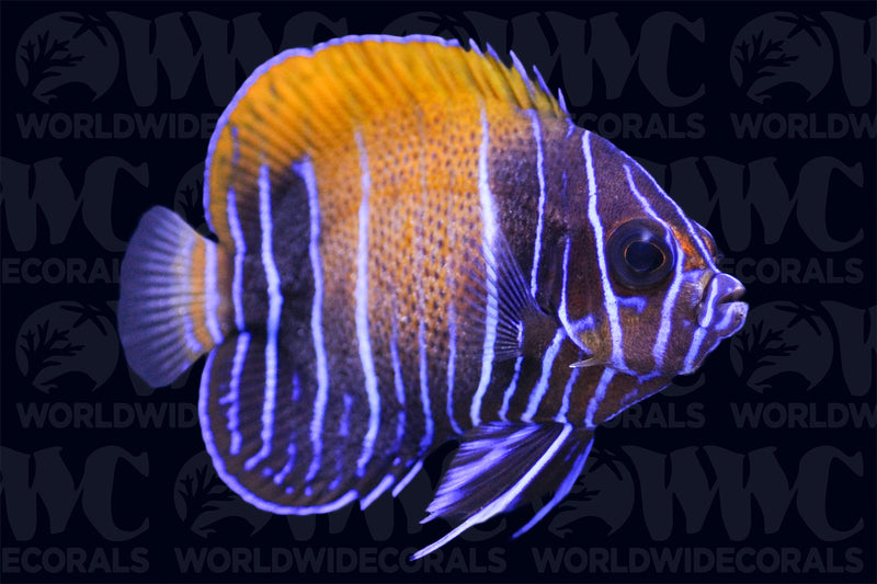 Majestic Blue Girdled Angelfish - Changing - Indonesia