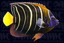 Chrysurus Angelfish - Adult - Kenya