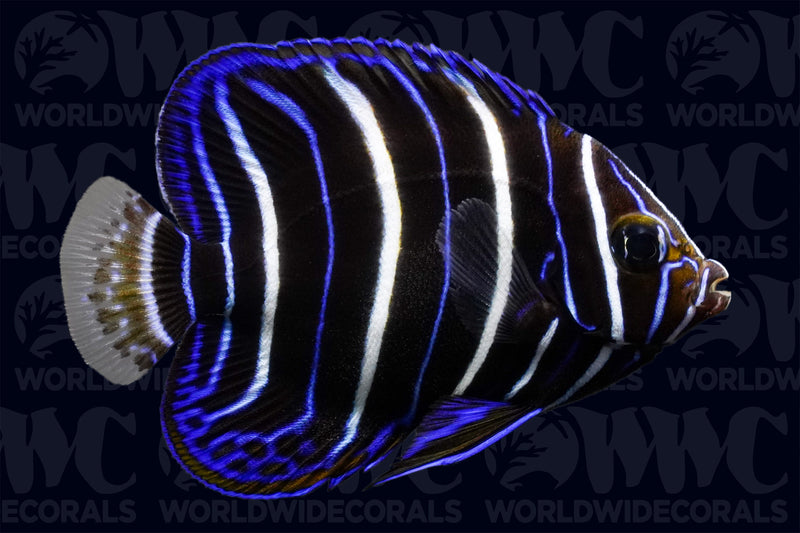 Chrysurus Angelfish - Juvenile - Kenya