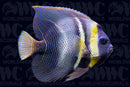 Cortez Angelfish - Adult - Nicaragua