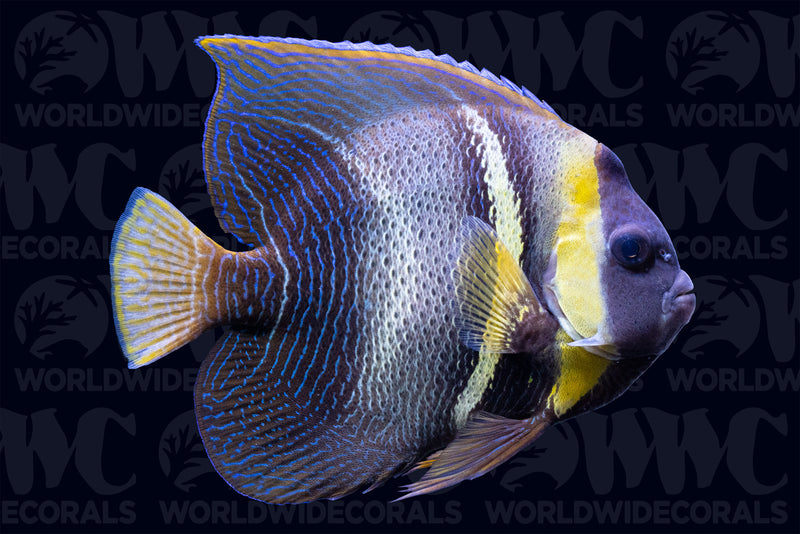 Cortez Angelfish - Adult - Nicaragua