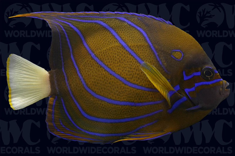 Flagfin Angelfish - Philippines