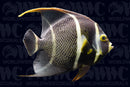 French Angelfish (Pomacanthus paru) - USA