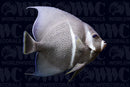 Black/Gray Angelfish (Pomacanthus arcuatus) - USA