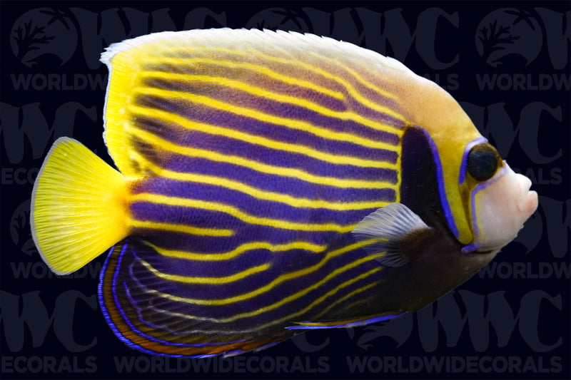 Emperor Angelfish - Adult - Sri Lanka