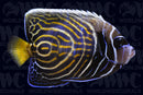 Emperor Angelfish - Changing - Philippines
