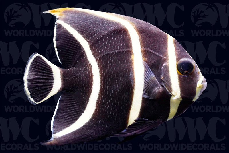 French Angelfish - Juvenile - Florida
