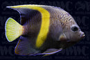 Maculosus Changing - Angelfish - Kenya
