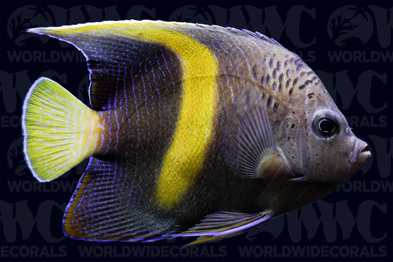 Maculosus Changing - Angelfish - Kenya