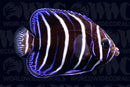 Maculosus Angelfish - Juvenile - Kenya